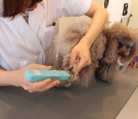 憧れの仕事を1日体験できる「仕事旅行」 glooming tail