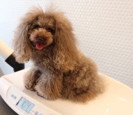 憧れの仕事を1日体験できる「仕事旅行」 glooming tail