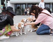 ペット,犬,猫,殺処分,HAPPY MUSIC FESTA