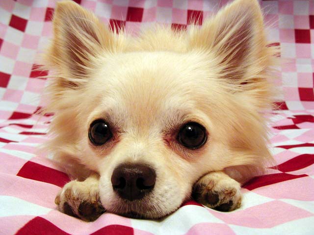 犬,キラキラネーム