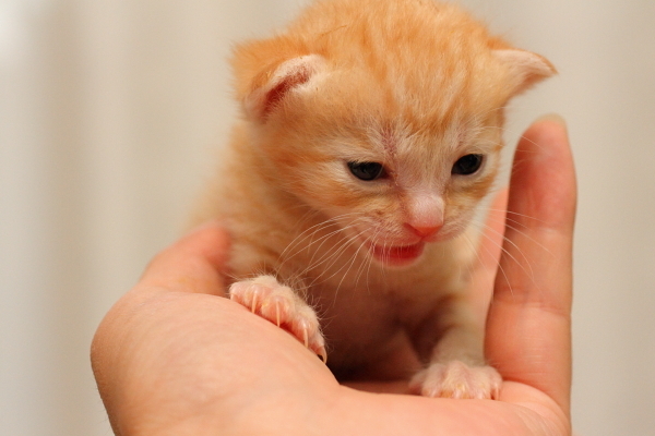 子猫,ケニア ドイ