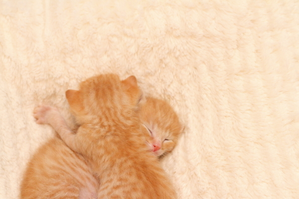 子猫,ケニア ドイ