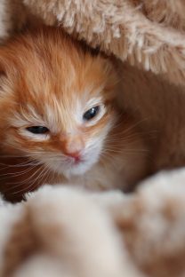 子猫,ケニア ドイ