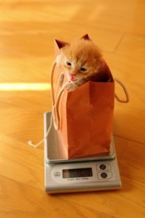 子猫,ケニア ドイ