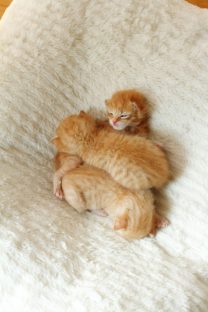 子猫,ケニア ドイ