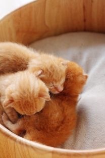 子猫,ケニア ドイ