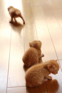 子猫,ケニア ドイ