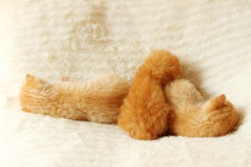 子猫,ケニア ドイ