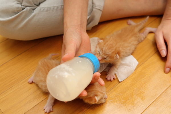 子猫,ケニア ドイ