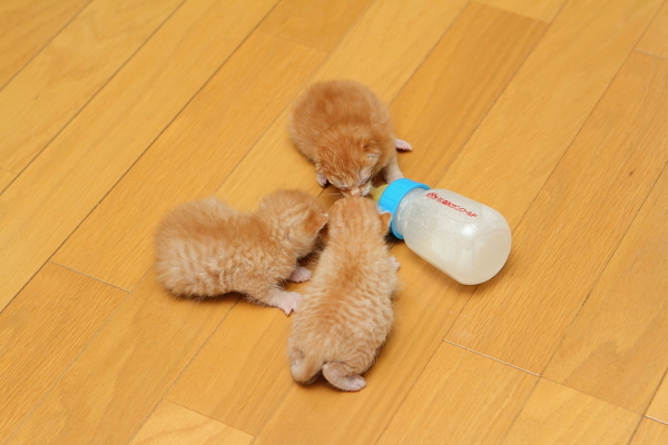 子猫,ケニア ドイ