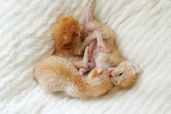 子猫,ケニア ドイ