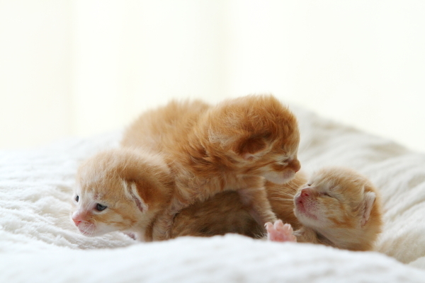 子猫,ケニア ドイ