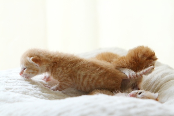 子猫,ケニア ドイ