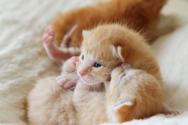 子猫,ケニア ドイ