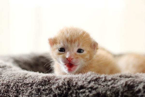 子猫,ケニア ドイ