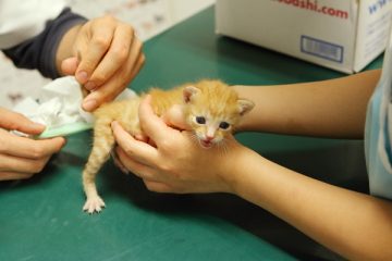 子猫,ケニア ドイ