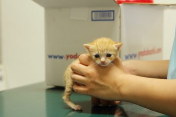 子猫,ケニア ドイ