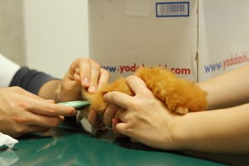 子猫,ケニア ドイ