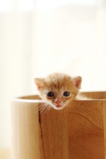 子猫,ケニア ドイ