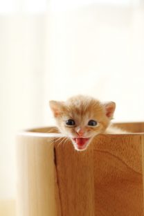 子猫,ケニア ドイ