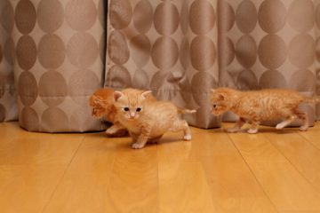 子猫,ケニア ドイ