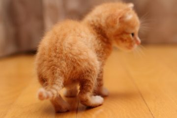子猫,ケニア ドイ