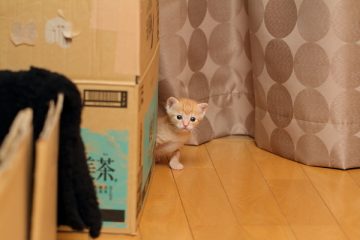 子猫,ケニア ドイ