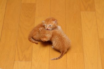 子猫,ケニア ドイ