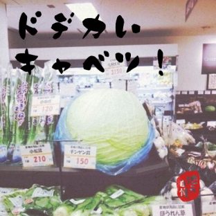 キャベツ キャベツ
