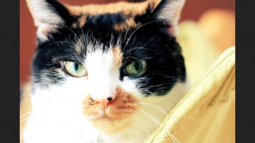 おれっ、ねこっ。おれっ、ねこ