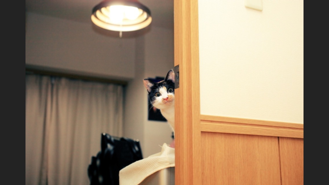 おれっ、ねこ。おれっ、ねこ