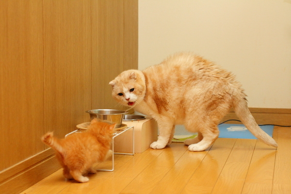 にゃんにゃん警察