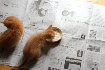 そして逮捕される側へ 1