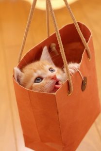 どこに出かけよう♪ 1 どこに出かけよう♪ 1