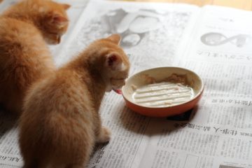 そして逮捕される側へ 2