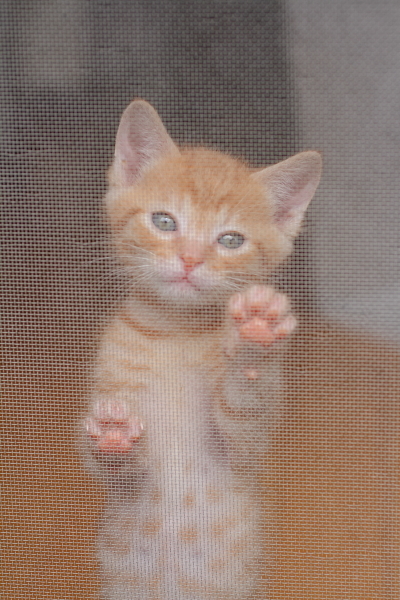 網戸に登ろうする子猫（写真1）