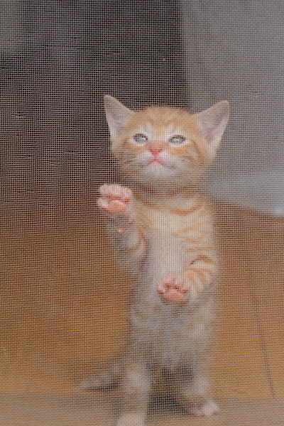 網戸に登ろうする子猫（写真2）