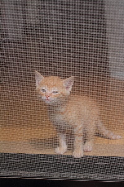網戸に登ろうする子猫（写真3）