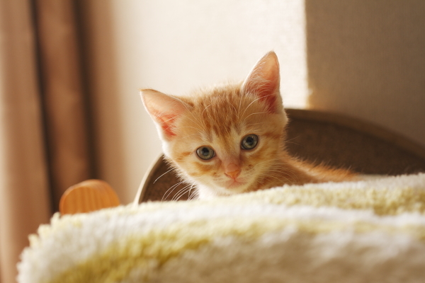 子猫E子（写真1）