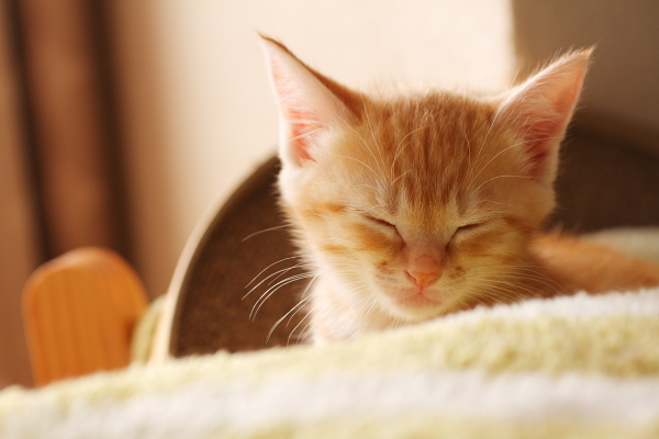 子猫E子（写真2）