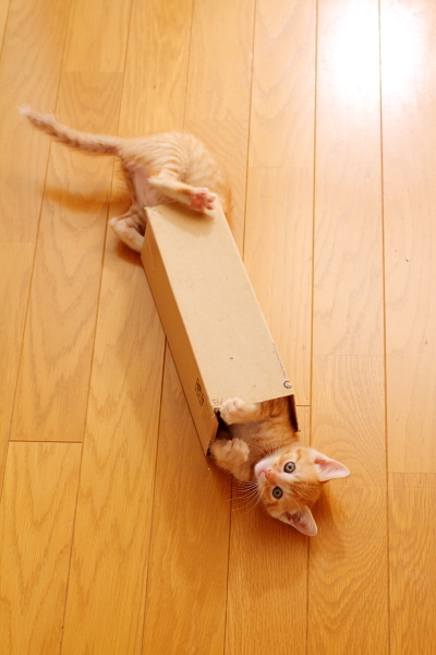 細長い段ボールをくぐる子猫たち