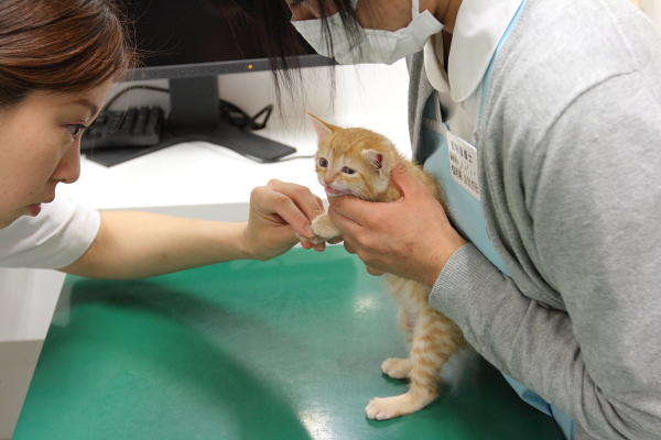 動物病院での様子