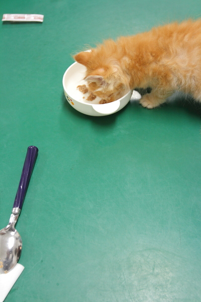 離乳食を食べる子猫