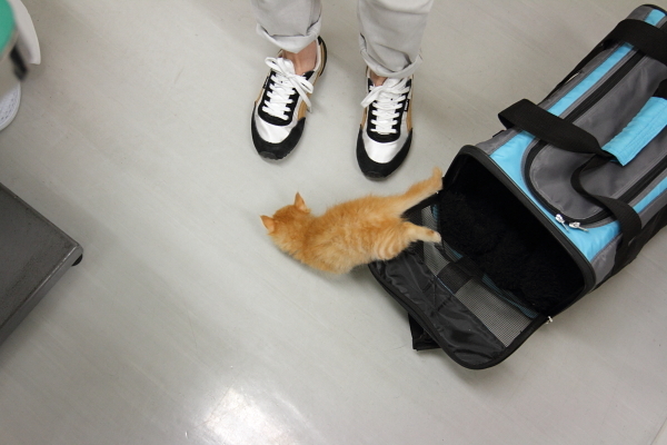 脱走する子猫（F男）