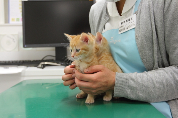 視察が不安な子猫