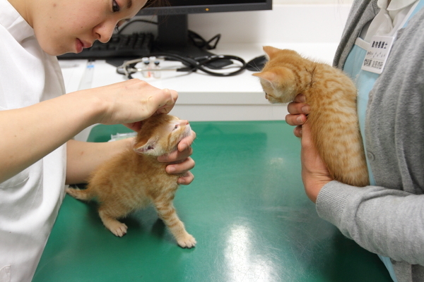 耳掃除をされる子猫