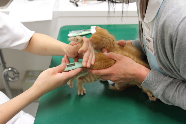 体温を測定される子猫