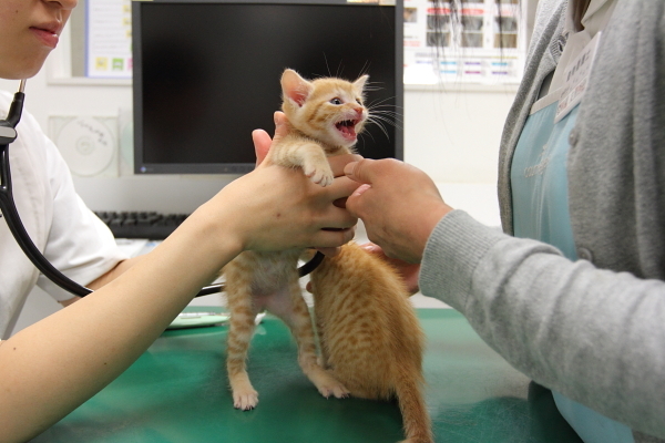 触診を嫌がる子猫