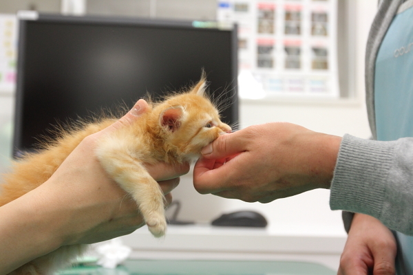 ワクチン接種後、ぐったりする子猫
