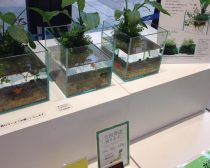 小さな水辺セット（1）